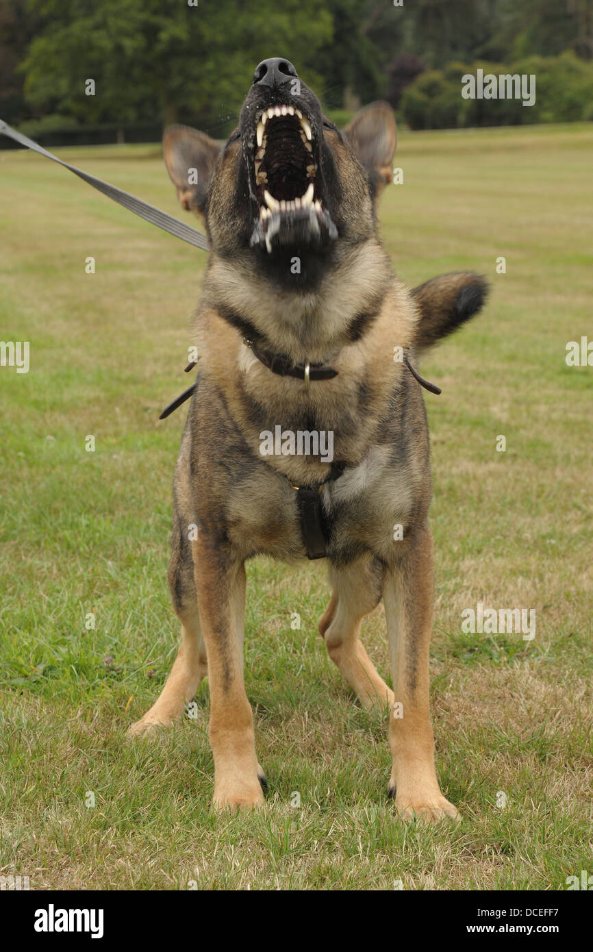 Un cane di polizia mostra la fine dei suoi denti. Messa a fuoco selettiva con movimento accentuando atteggiamento aggressivo. Foto Stock