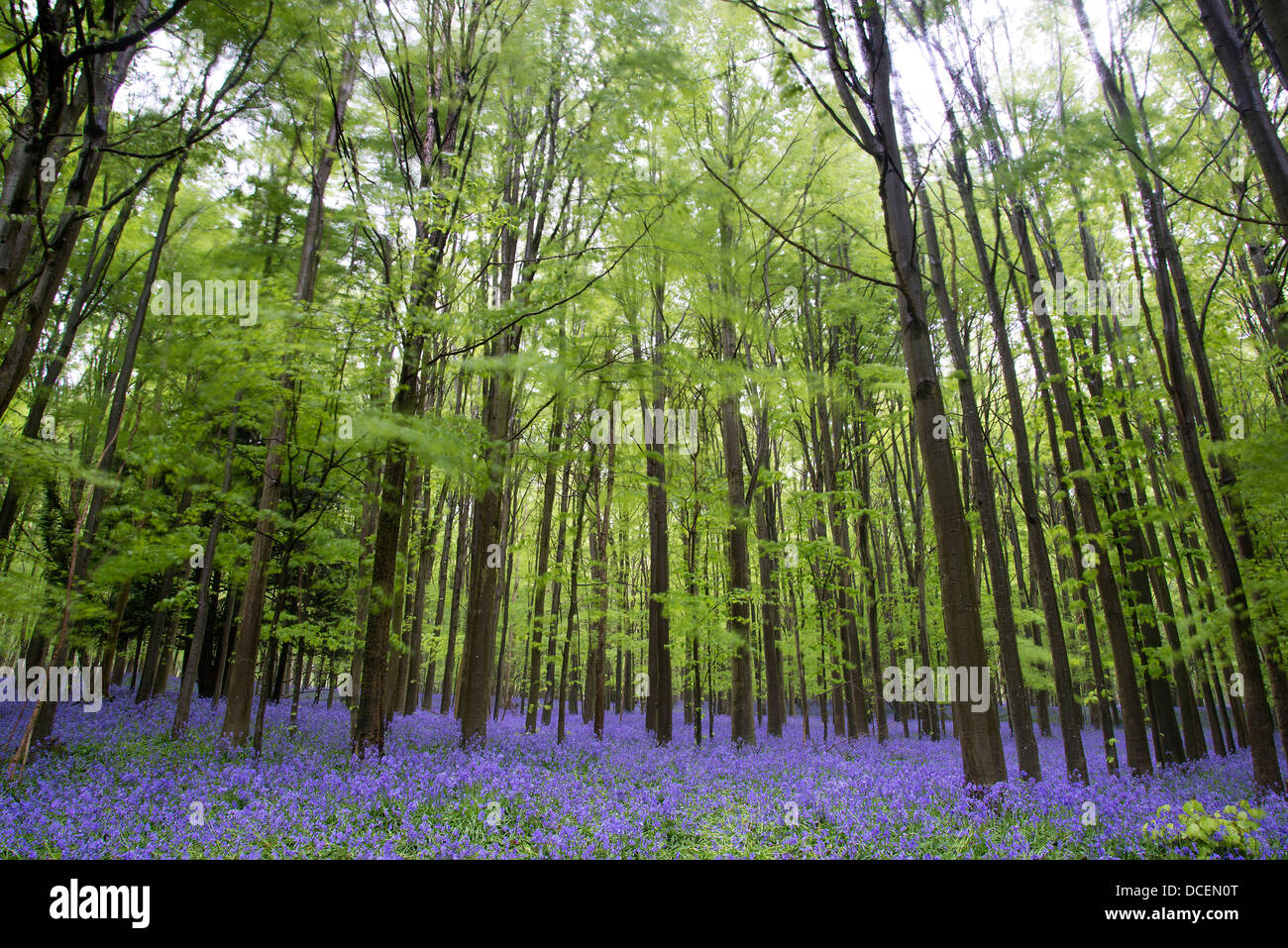 Bellissimo tappeto di fiori bluebell nella primavera del paesaggio forestale Foto Stock