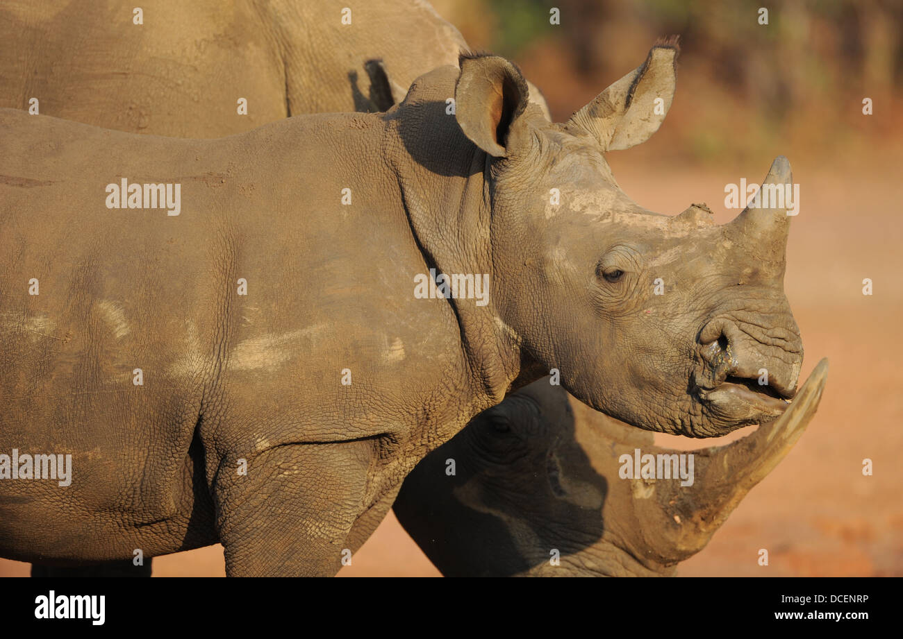 Rinoceronte bianco, femmina e del polpaccio, pascolando nella terra aperta, ritratto Foto Stock