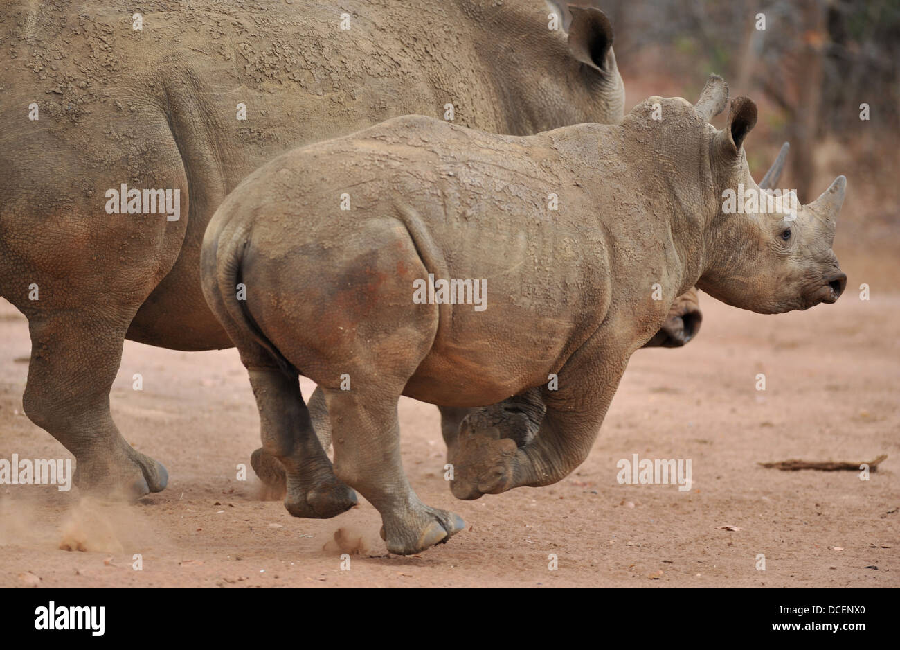 Giovani rinoceronte bianco acceso accanto a con sua madre Foto Stock