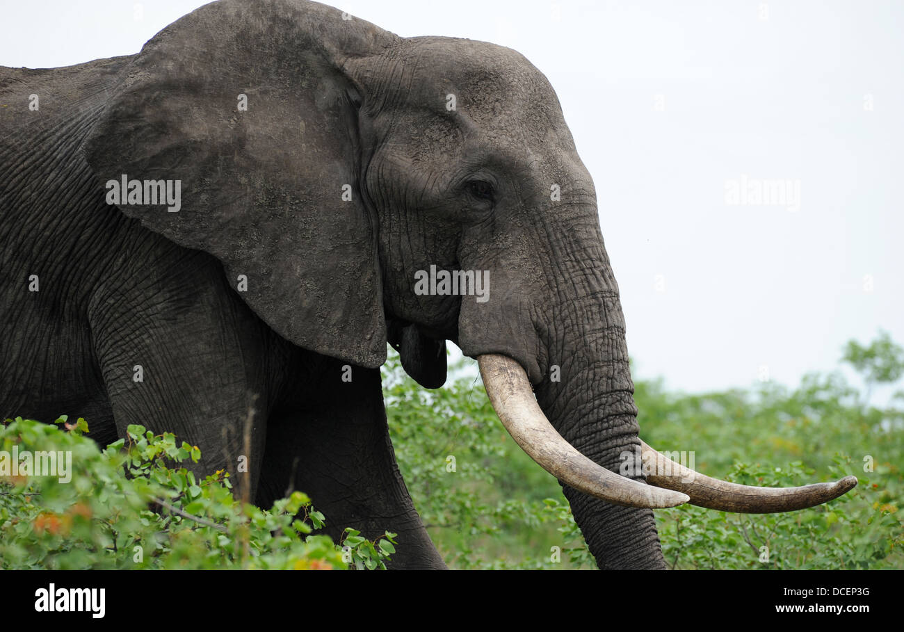Elephant con grassnotch camminare in terra mopane Foto Stock