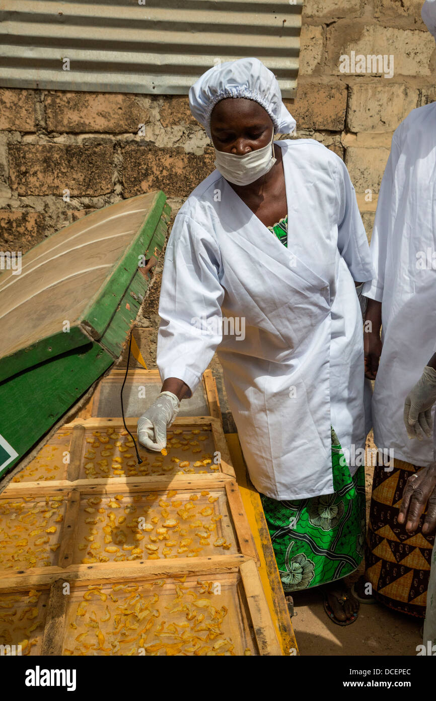 Fette di frutta di acagiù essiccazione al sole, Gambia. Essi saranno confezionate e vendute localmente. Le mele fresche non trasportare bene. Foto Stock