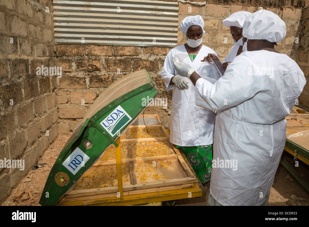 Le donne lavoratrici a Anacardi essiccazione Farm anacardi fette di mela, il Gambia. Foto Stock