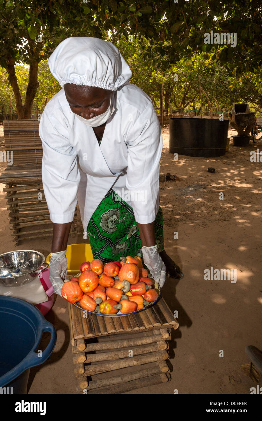 Anacardi salariato agricolo con una ciotola di acagiù, Gambia Foto Stock