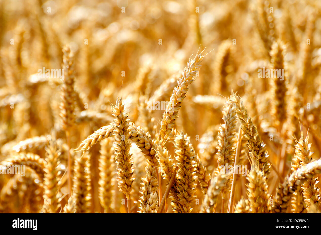 Un campo di grano Foto Stock