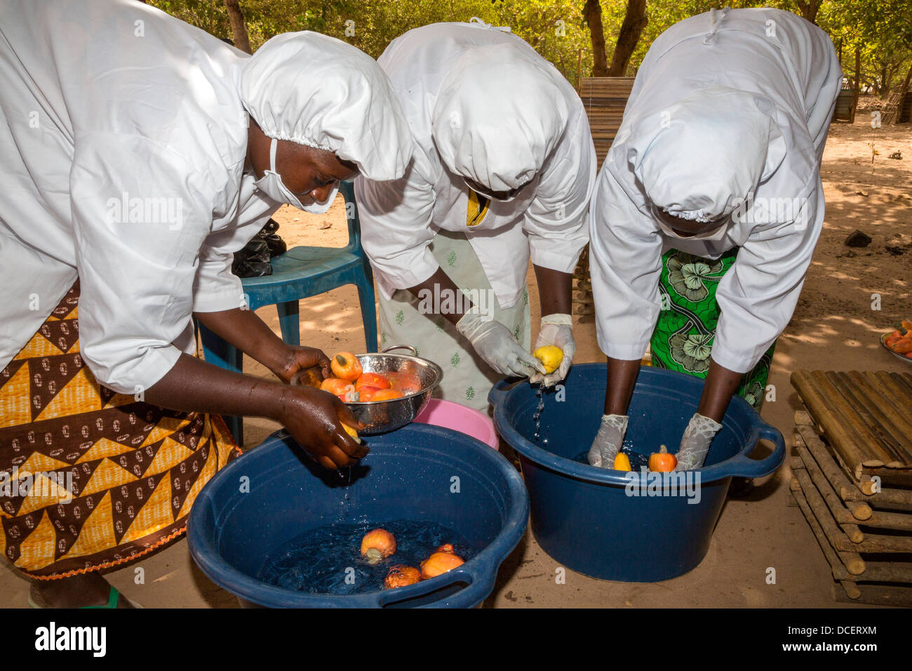 Il lavaggio di acagiù in preparazione per affettare , il Gambia Foto Stock
