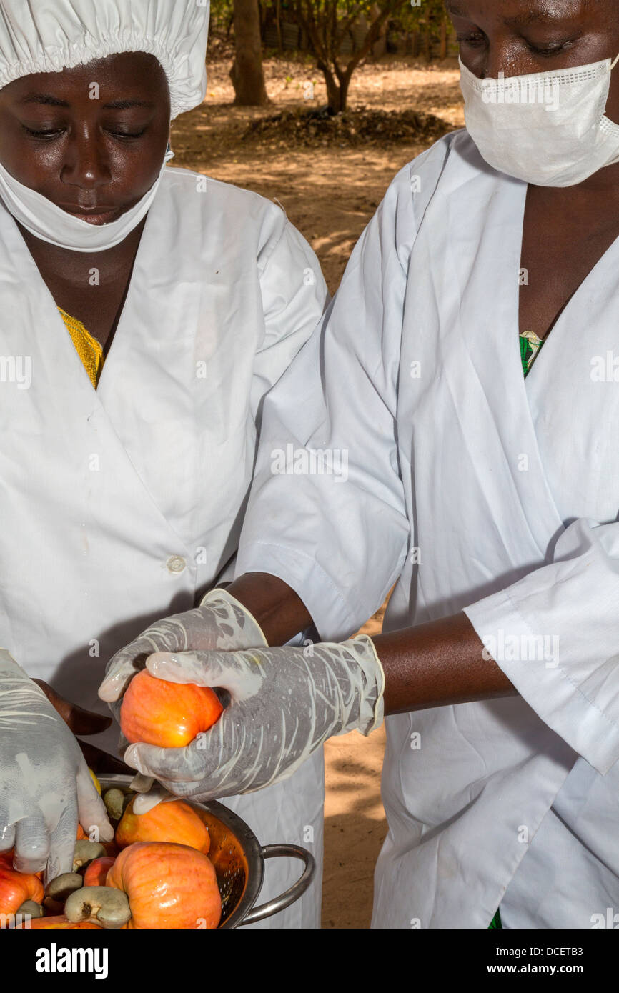 Lavoratore agricolo interessato la rimozione di anacardi anacardi da Apple prima di affettare la frutta. La Gambia Foto Stock