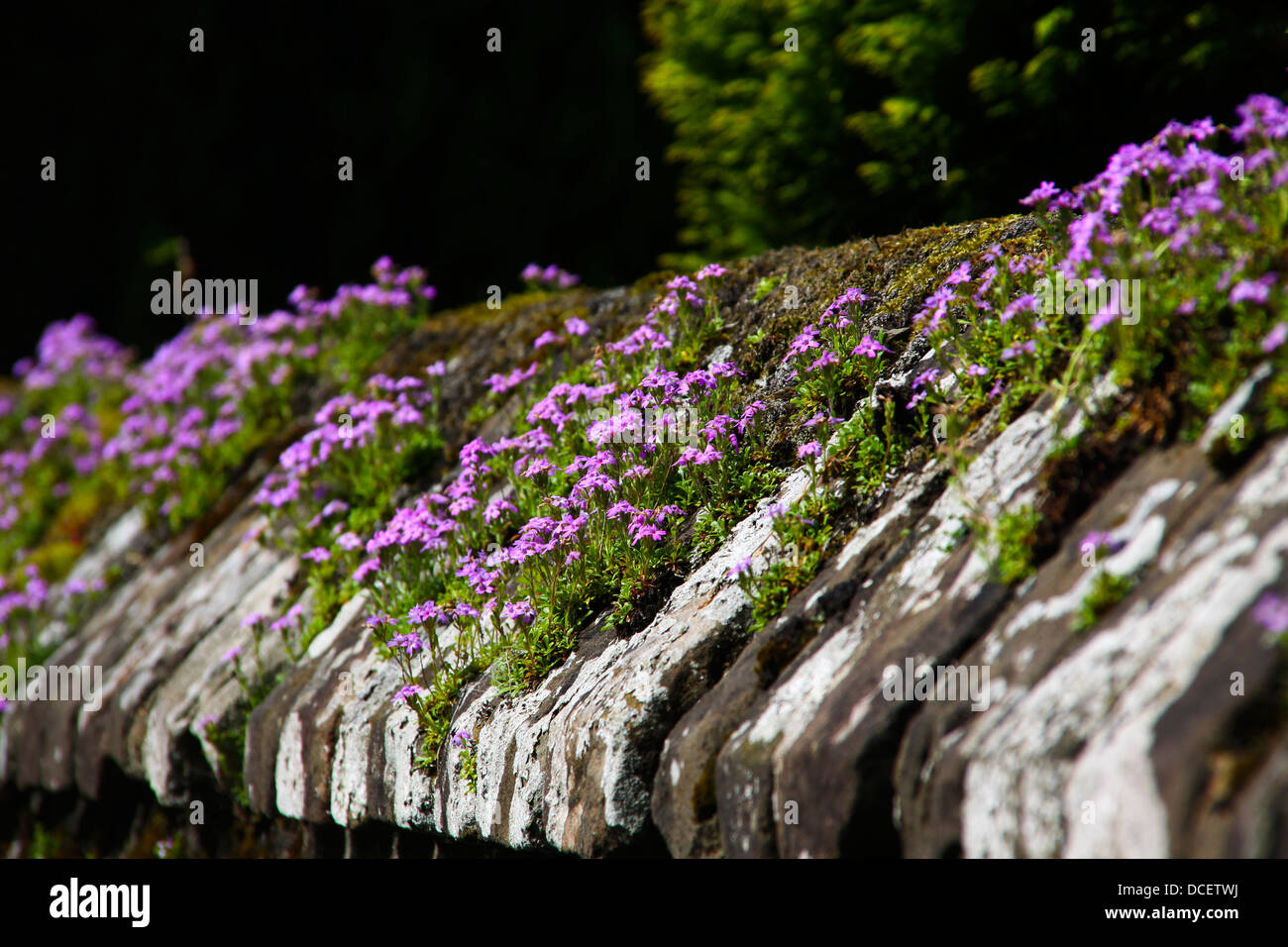 Fiori viola crescente sulla parte superiore del vecchio muro di pietra Foto Stock
