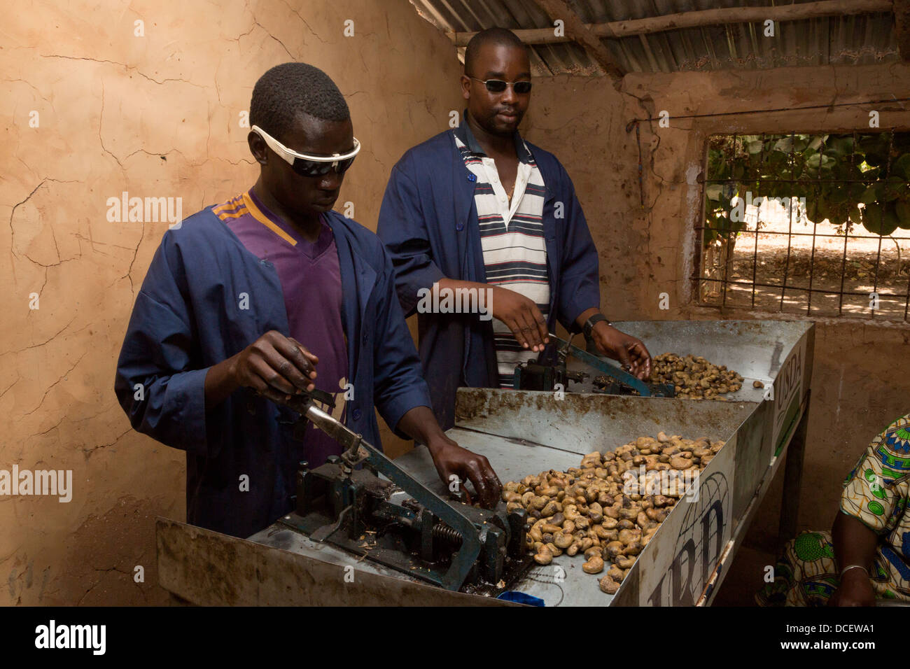 Gli uomini mondatura anacardi a Anacardi centro di elaborazione, Gruppo Dimbal Djabott, Mendy Kunda, banca del Nord della regione, il Gambia Foto Stock