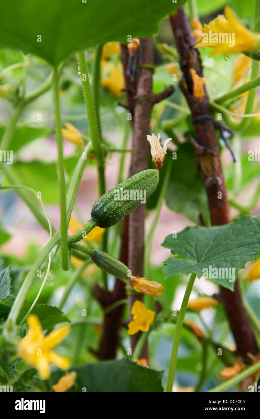 Cetriolino impianto in orto, Inghilterra, Regno Unito. Foto Stock