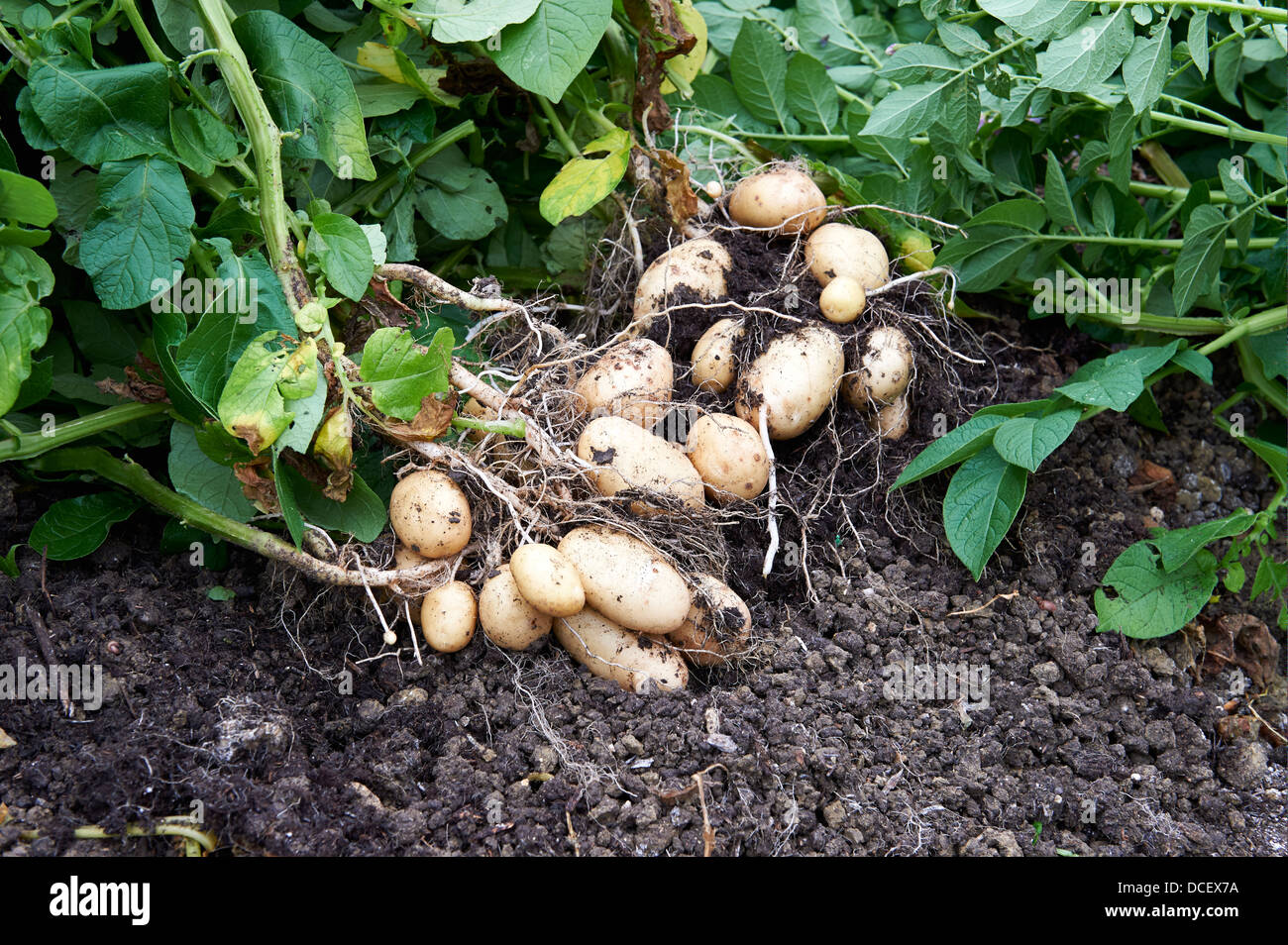 Le piante di patata e appena sollevato patate "aris Piper' in orto, Inghilterra, Regno Unito. Foto Stock