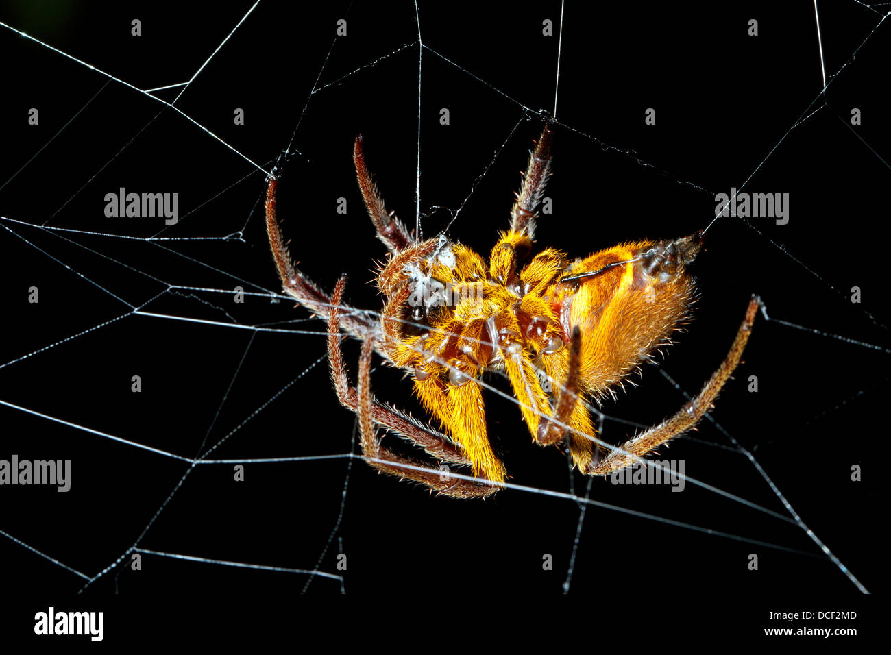 Orb amazzonica-web spider di notte, Ecuador Foto Stock
