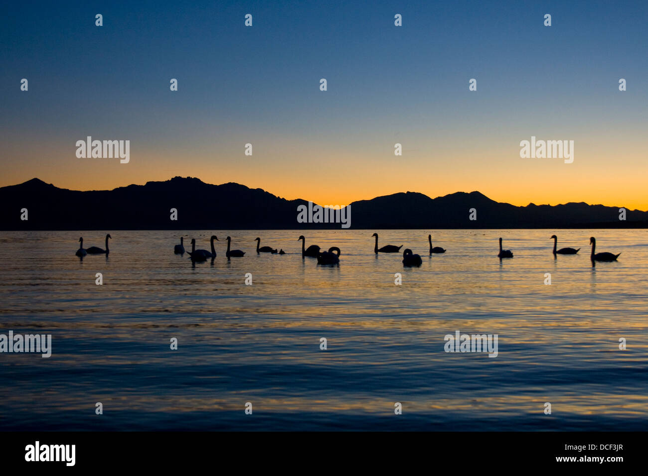 Gruppo di cigni sul lago Chiemsee al calar della sera Foto Stock