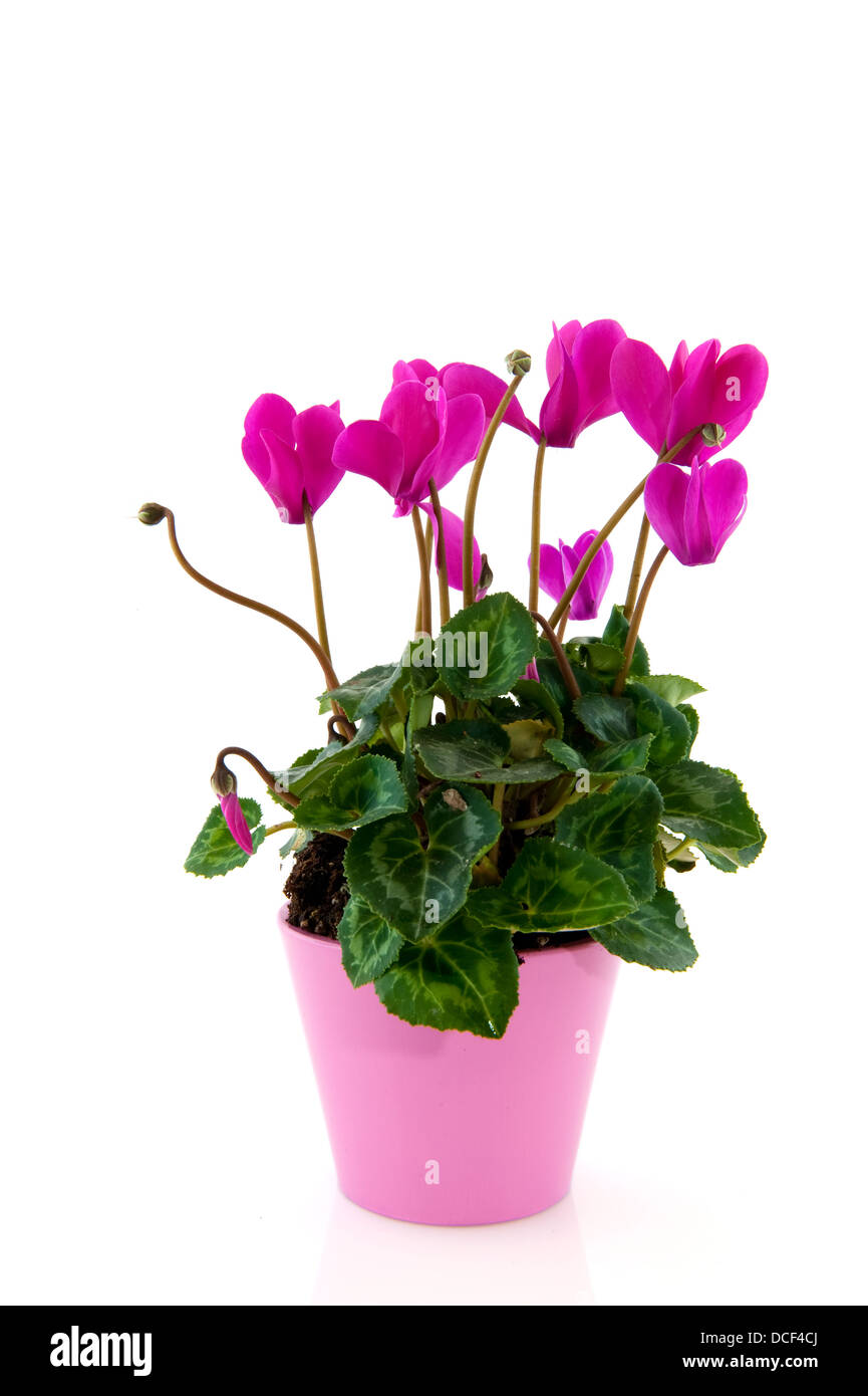 Ciclamino Foto Stock