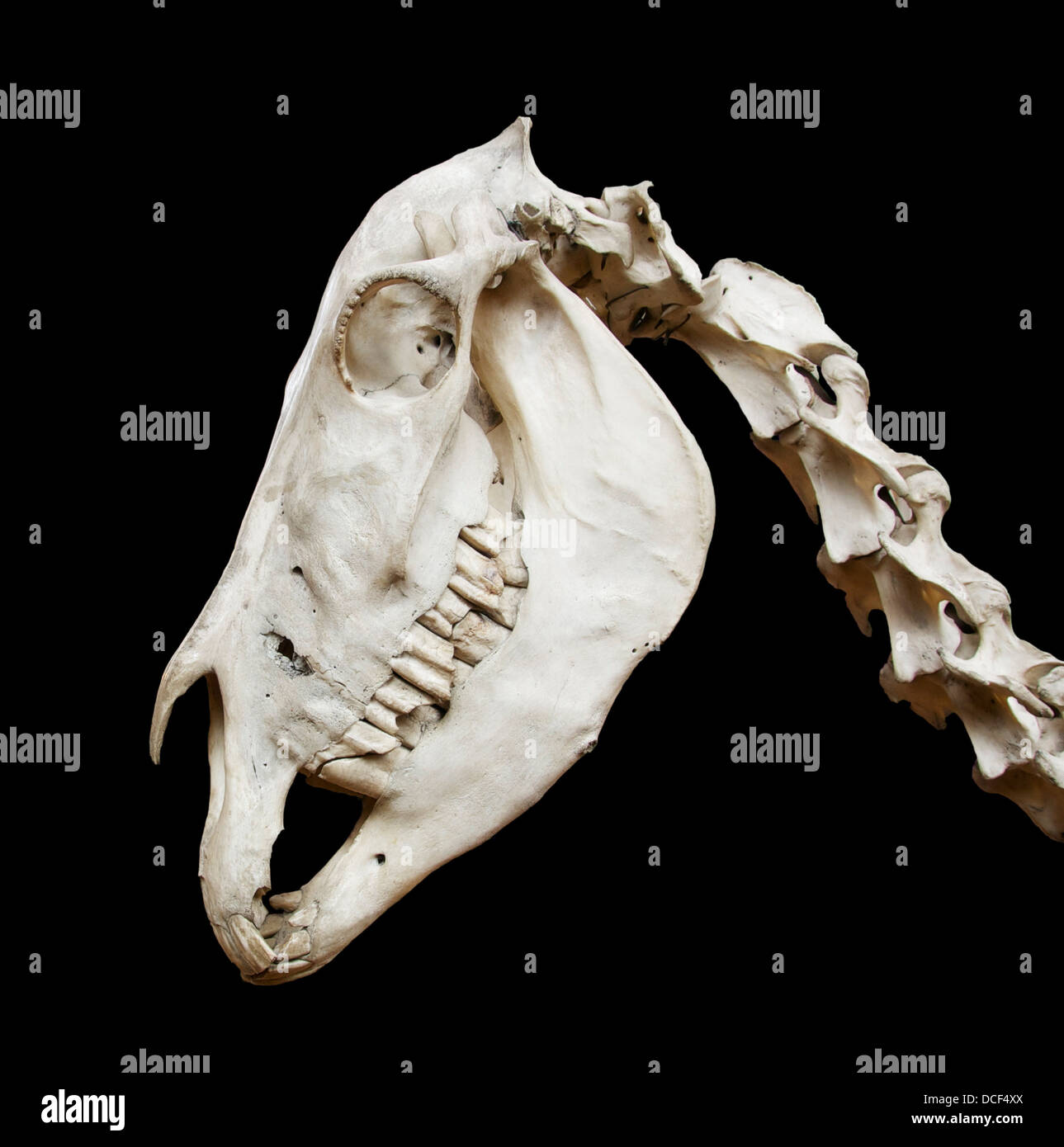 Equus hemionus kulan. Onagro. Cranio e vertebre del collo di un campione dall'India del nord, raccolti da Dussumier nel 1838 per la f Foto Stock