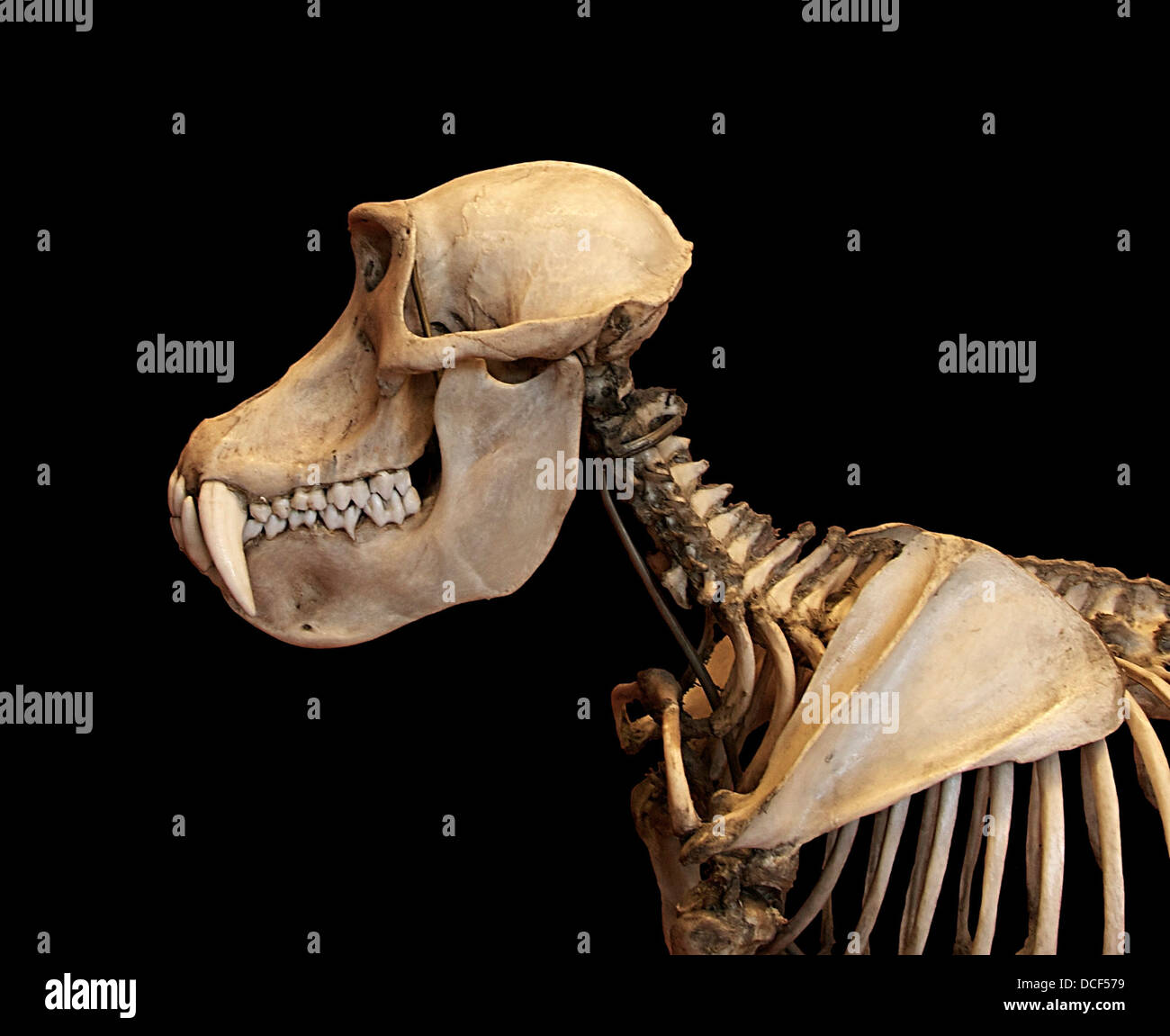 Mandrillus sphinx. Mandrill. Skeletton dal cranio della scapola. Galeries di paleontologia e anatomia comparata, Nazionale Mus Foto Stock
