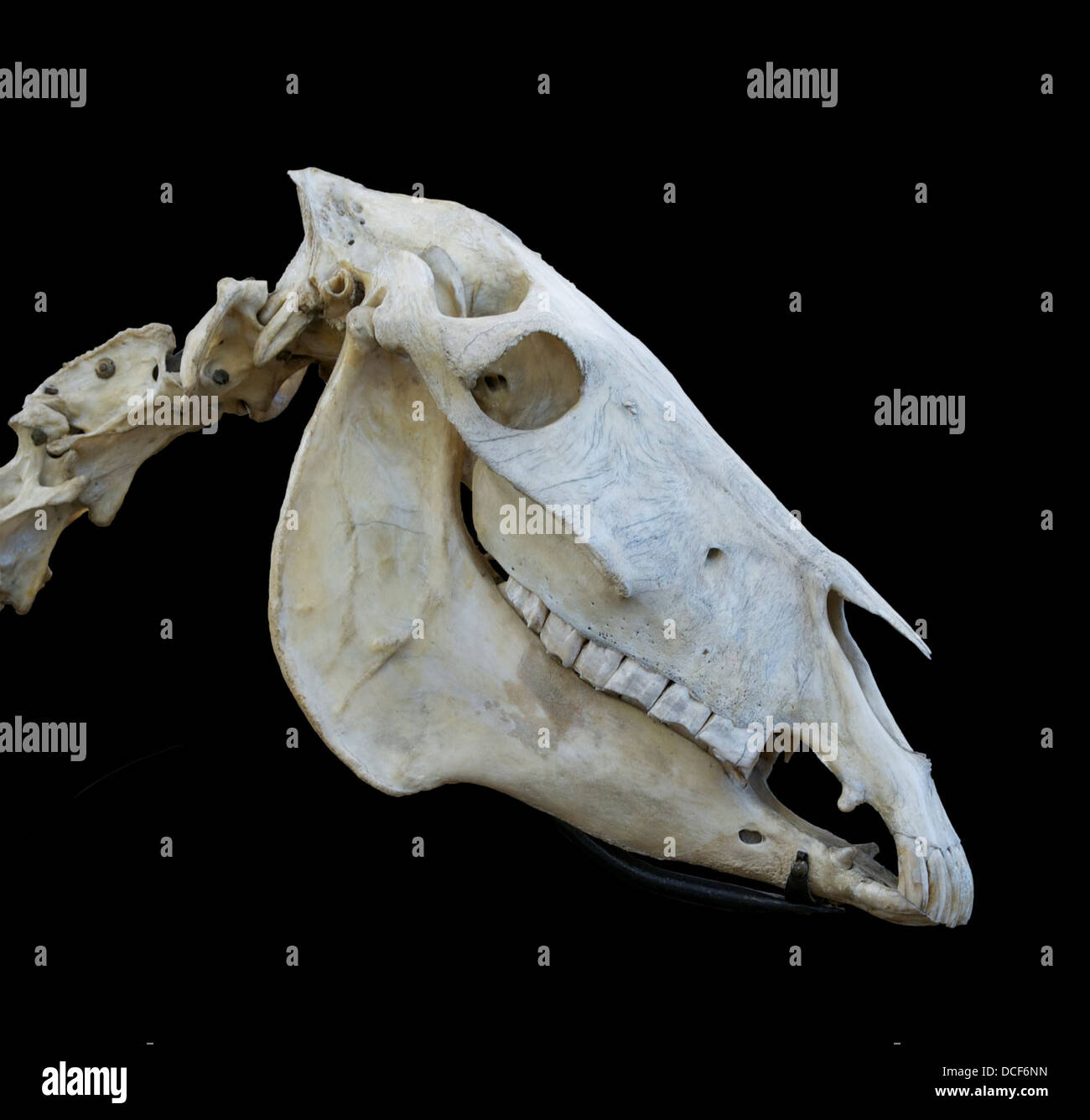 Vecchio cranio di un asino (Equus asinus), Museo del veterinario nazionale di alta scuola di Maisons-Alfort, Val-de-Marne, Francia Foto Stock
