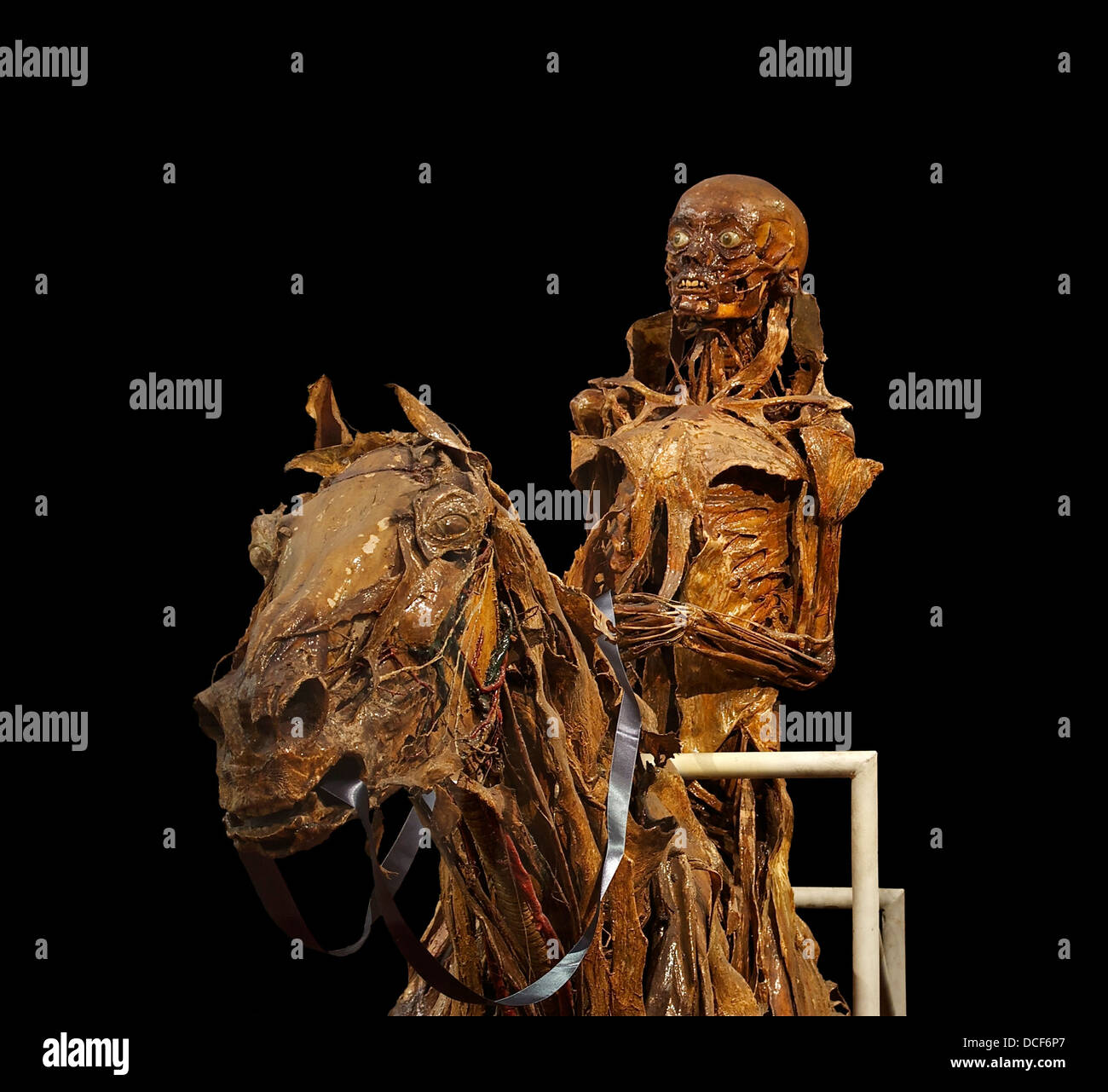 Écorché (con la mummificazione) di un cavallo e il suo pilota, realizzata tra il 1766 e il 1771 dall'anatomista francese Honoré Fragonard (1732 Foto Stock