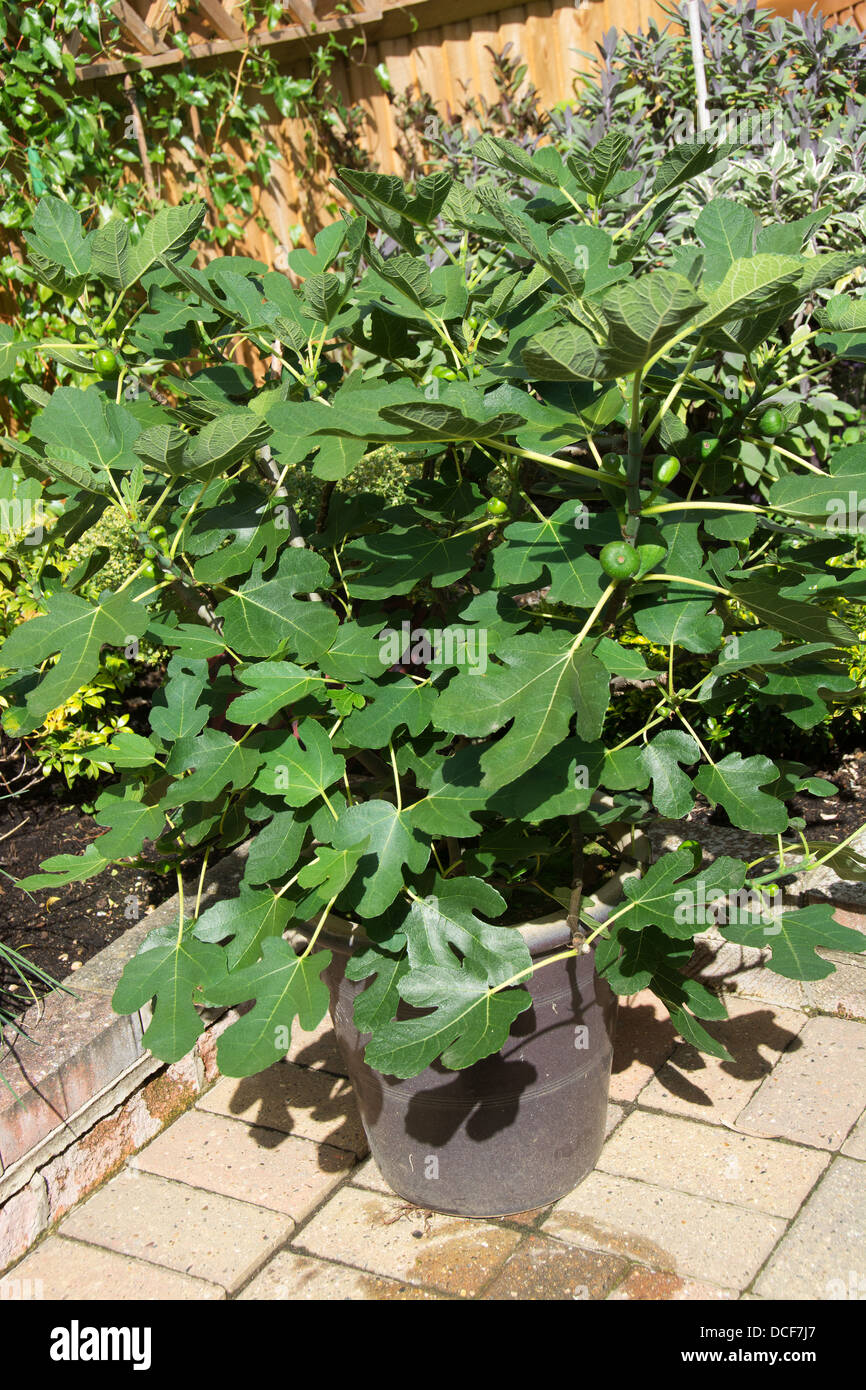 Un potted Brown Turchia fig tree (Ficus carica) cresce in una posizione soleggiata in un giardino inglese. Foto Stock
