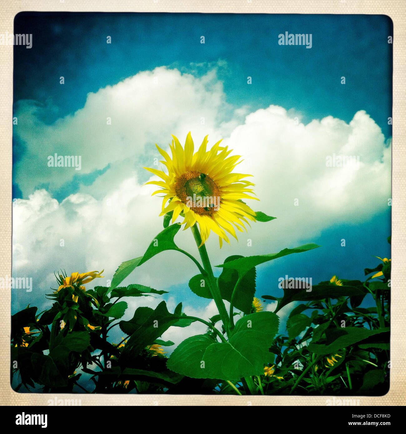 Un sun flower - foto scattate con iPhone e app Hipstamatic Foto Stock