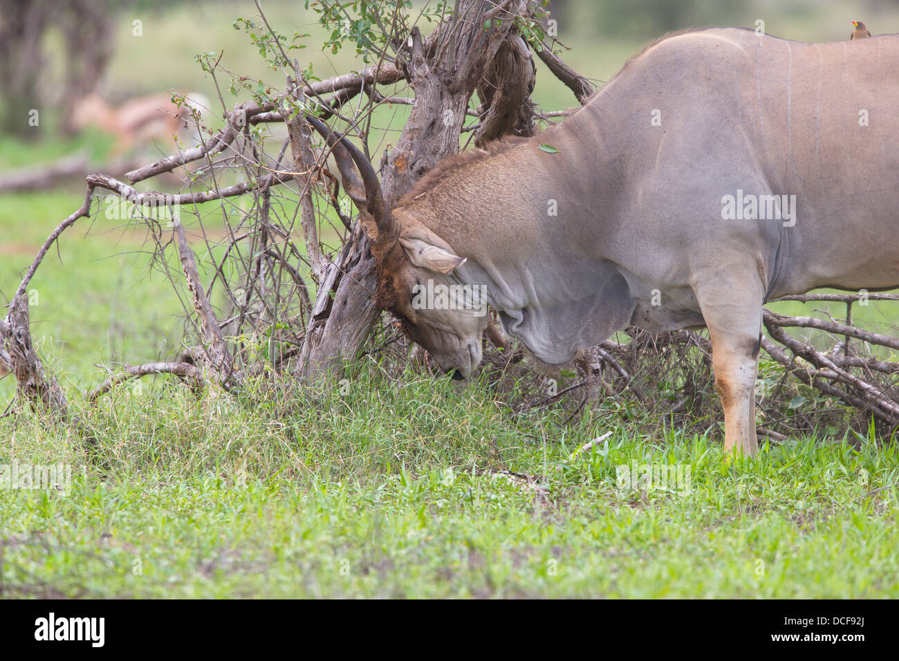 Eland -- più grande del mondo e il più lento antilopi. Selenkay Consvervancy. Kenya, Africa. Taurotragus oryx Foto Stock