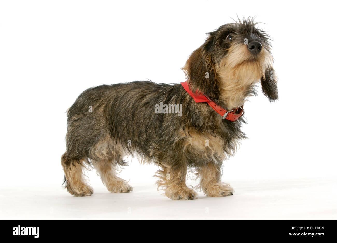 Wire-haired bassotto Foto Stock