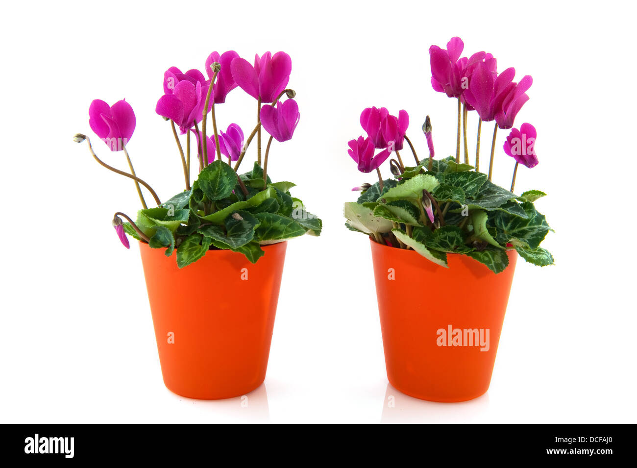 Ciclamino Foto Stock