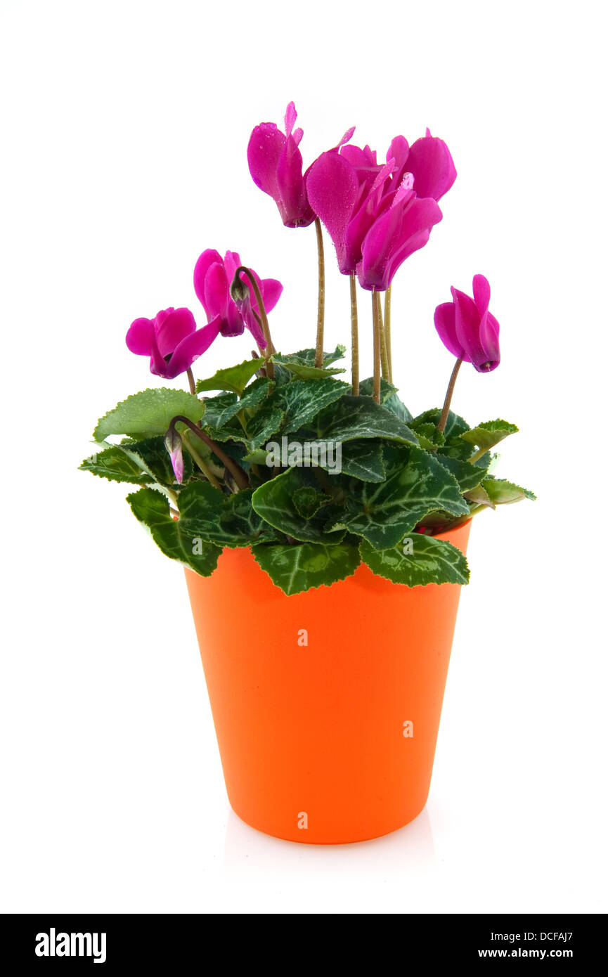 Ciclamino Foto Stock