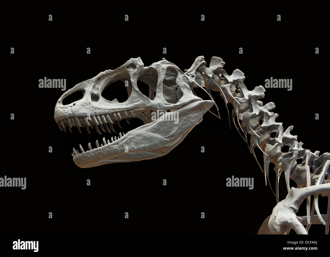 Allosaurus fragilis, late jurassic (circa 150 milioni di anni fa) del cranio e delle vertebre cervicali, cast di un campione da Utah (USA), Foto Stock