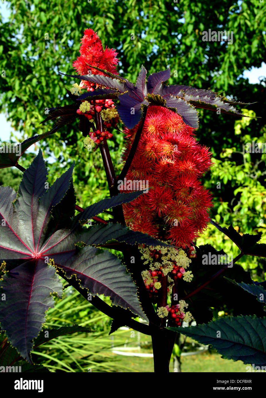 Ricinus communis."Carmencita rosso brillante " Foto Stock