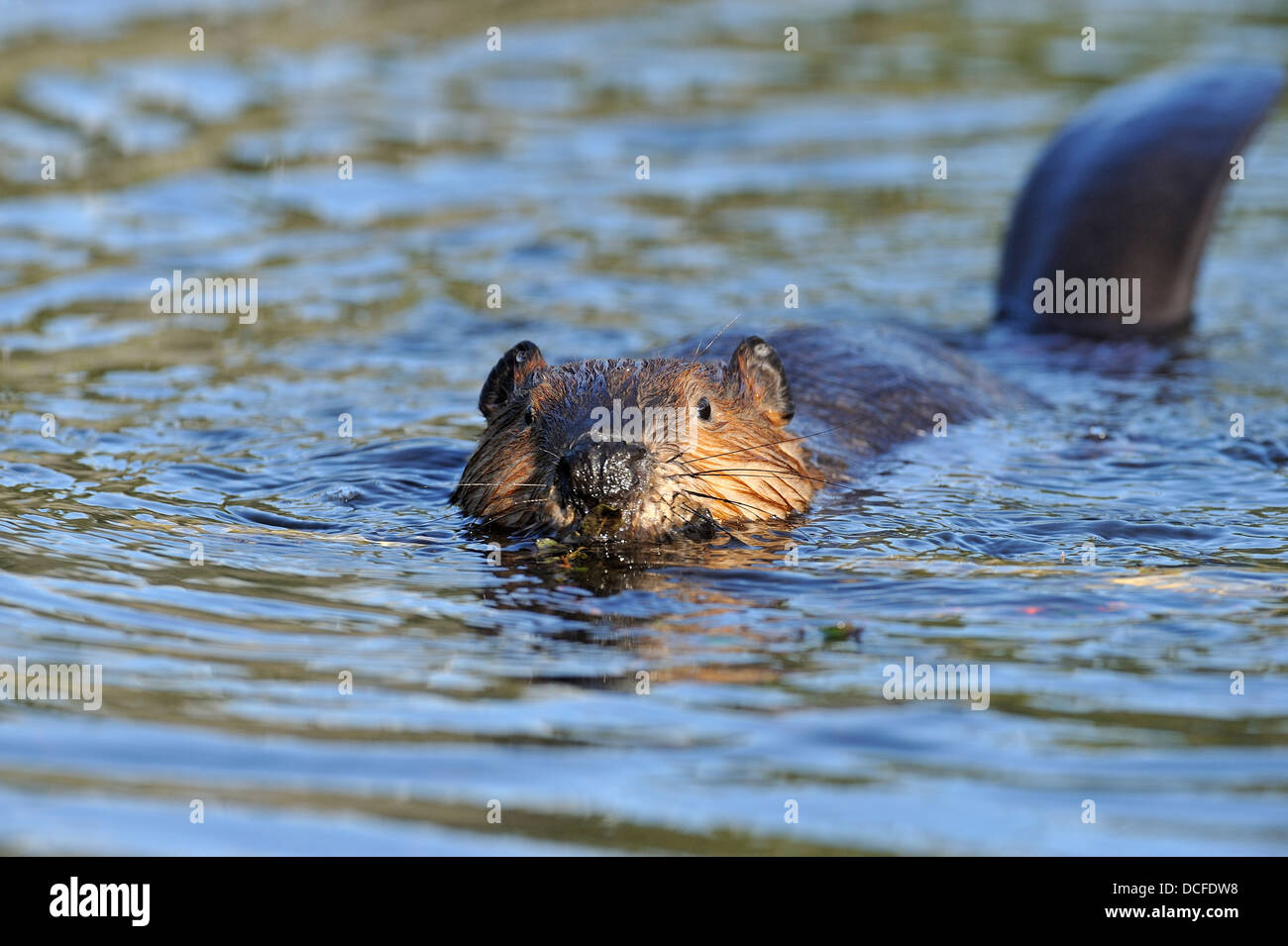 Un giovane beaver "Castor canadenis' nuoto con un carico di materiali da costruzione tenendo la sua coda fuori dall'acqua per l'equilibrio. Foto Stock