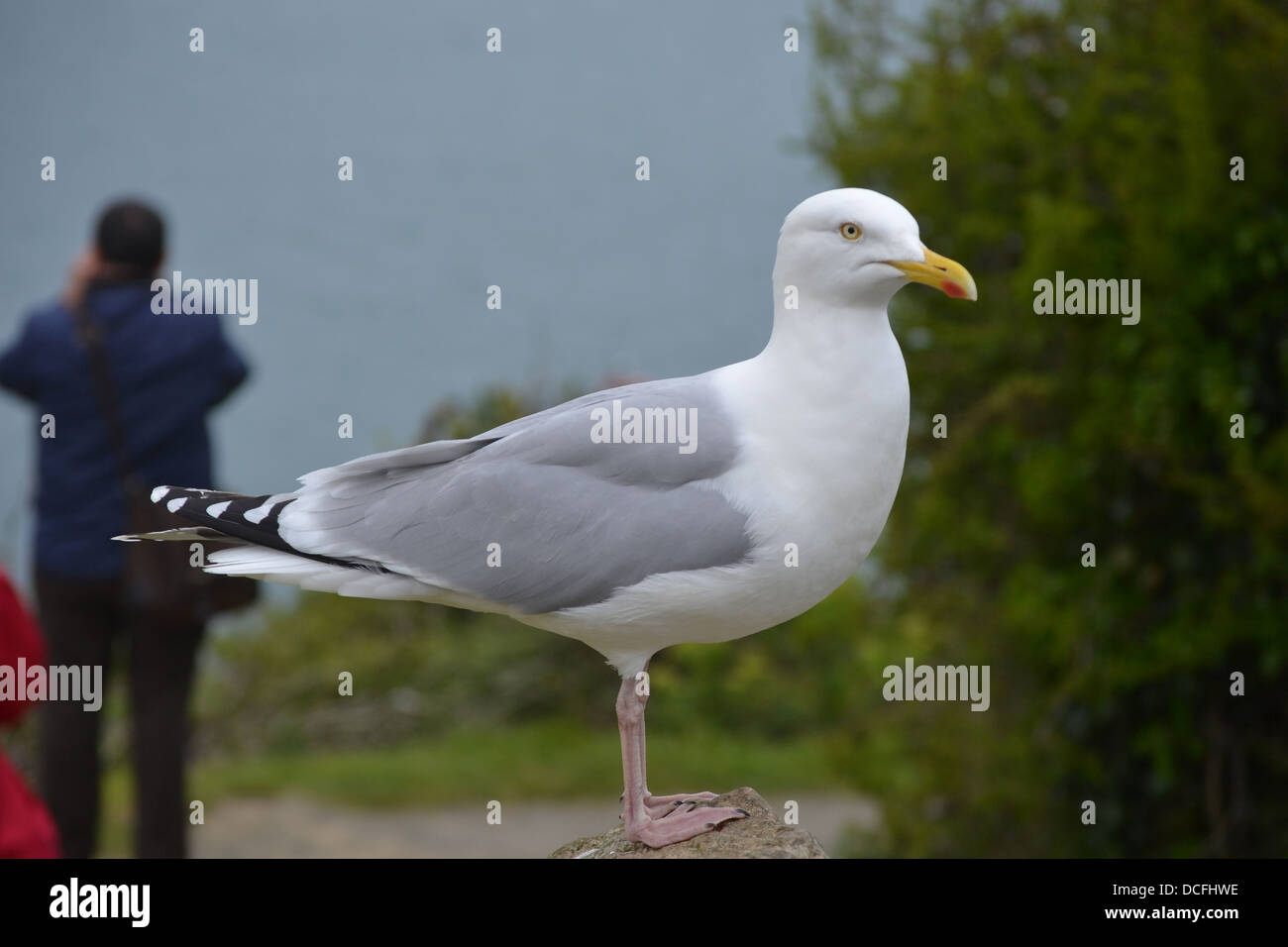 Profilo di gabbiano chiudere fino a Pembrokeshire spot di bellezza. Foto Stock