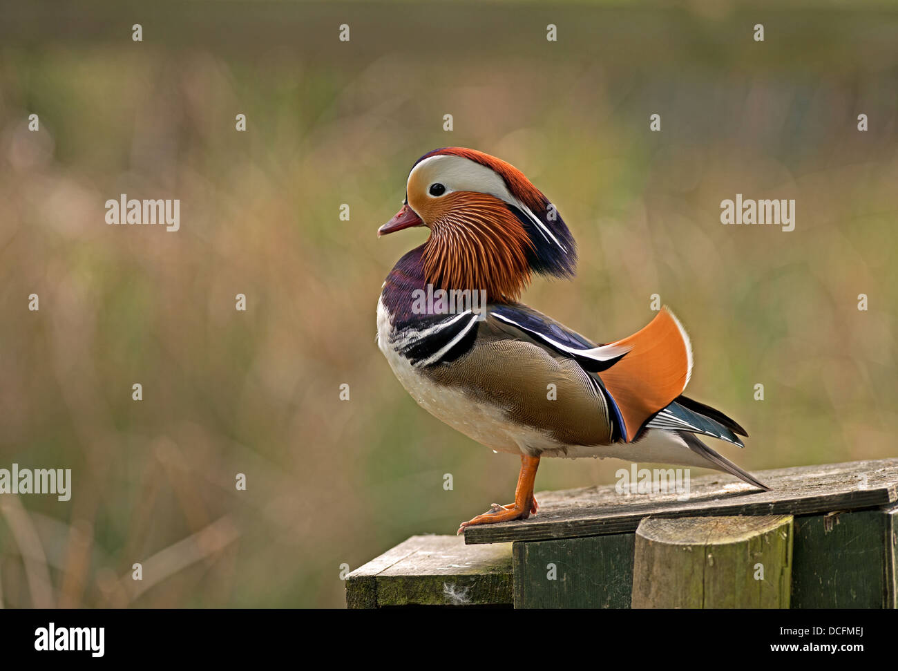 Maschi di Anatra di mandarino, Aix galericulata. Molla. Regno Unito Foto Stock