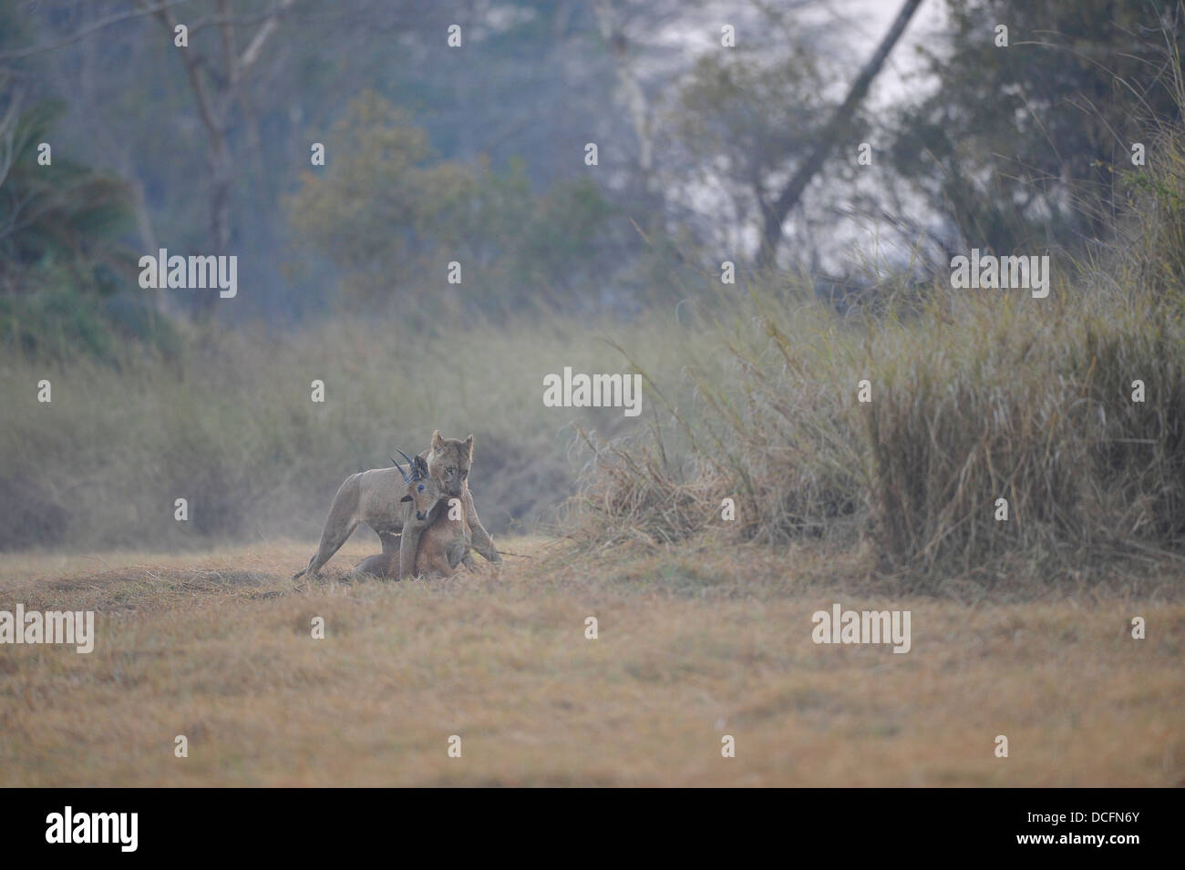 Leonessa Lion con kill Foto Stock