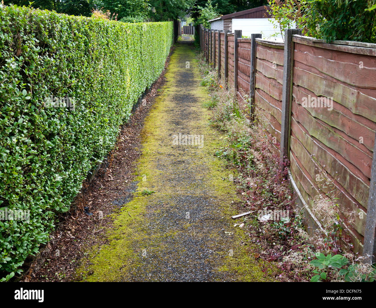 Moss passaggio coperto con privet hedge e scherma su entrambi i lati, England Regno Unito. Foto Stock