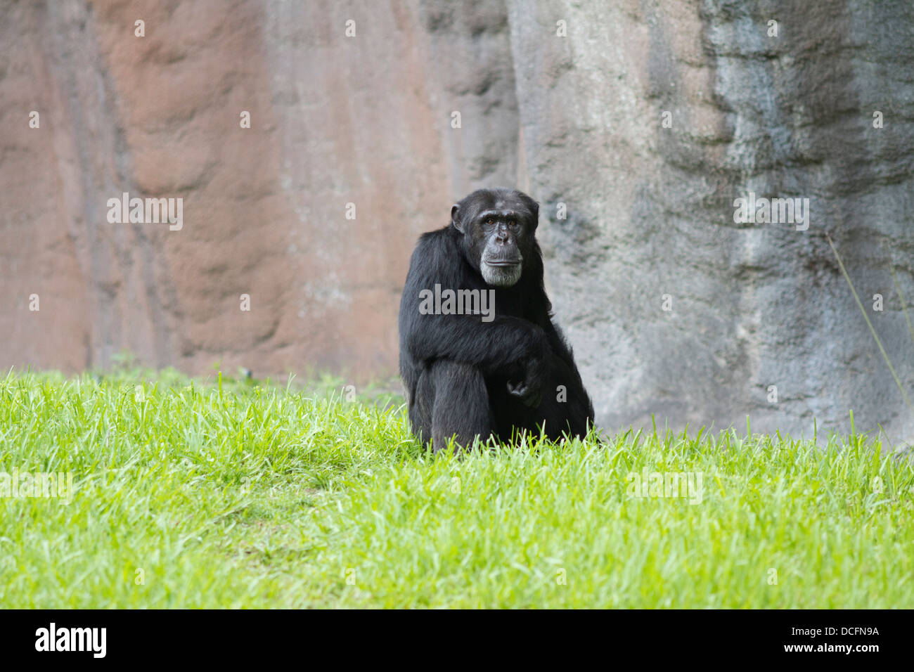 Gli scimpanzé sono africani specie del genere Pan parte della sottofamiglia Homininae Foto Stock