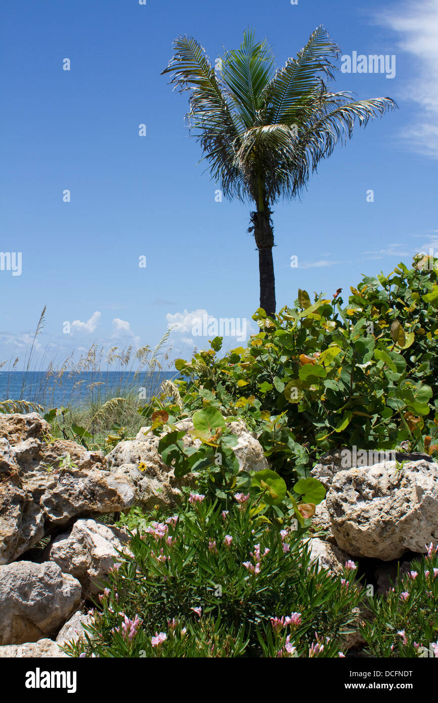 Gli alberi di palma, rocce e fiori su una spiaggia a Sanibel FL Foto Stock