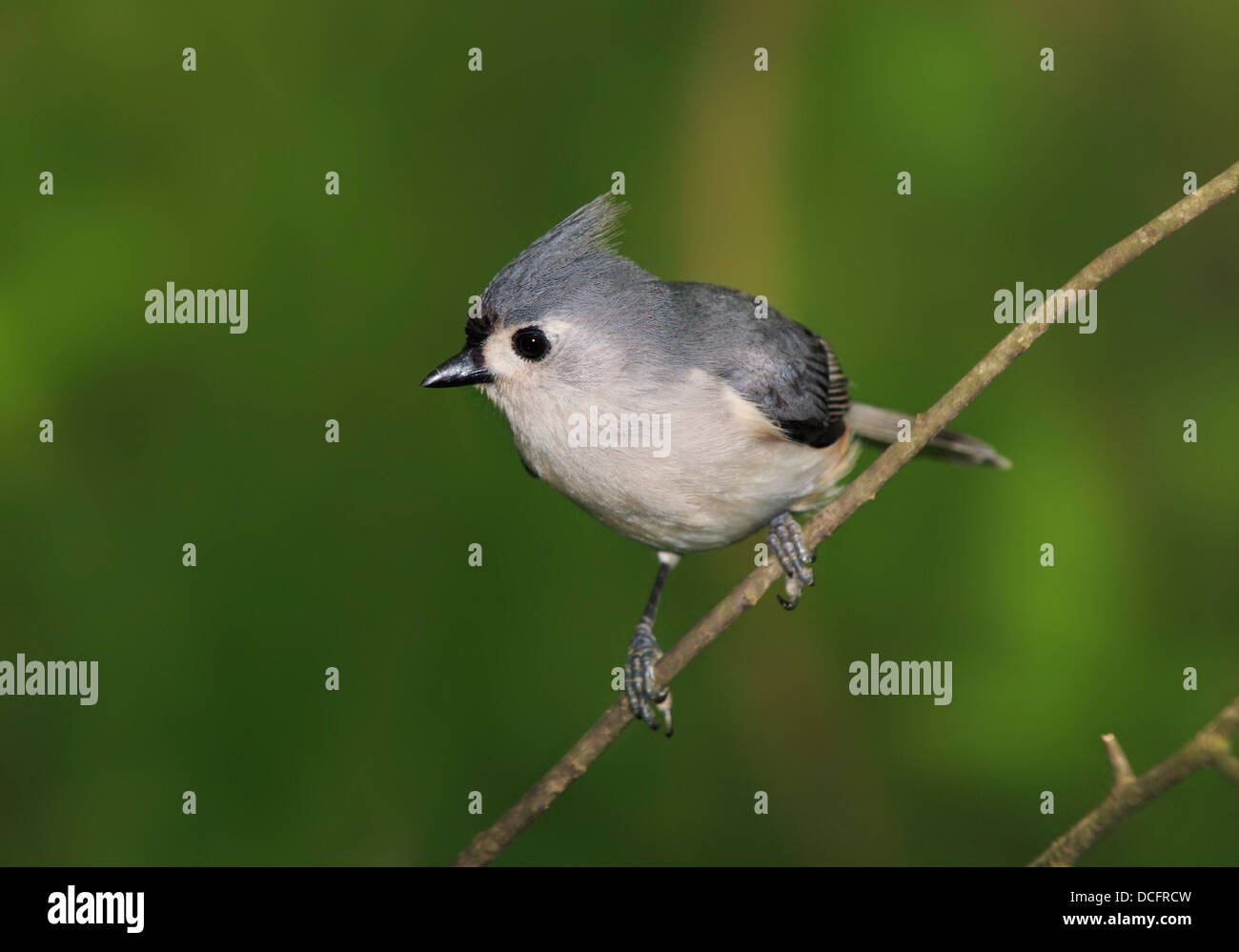 Un piccolo uccello, la Cincia Tufted Warily cercando, Parus bicolor Foto Stock