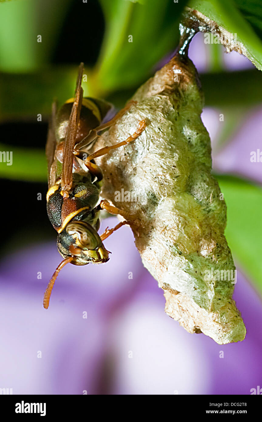 Api tenere l'alveare Foto Stock