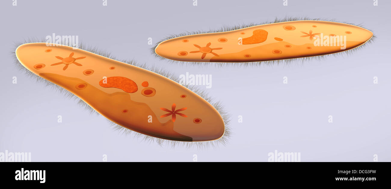 Vista microscopico di paramecio. Foto Stock