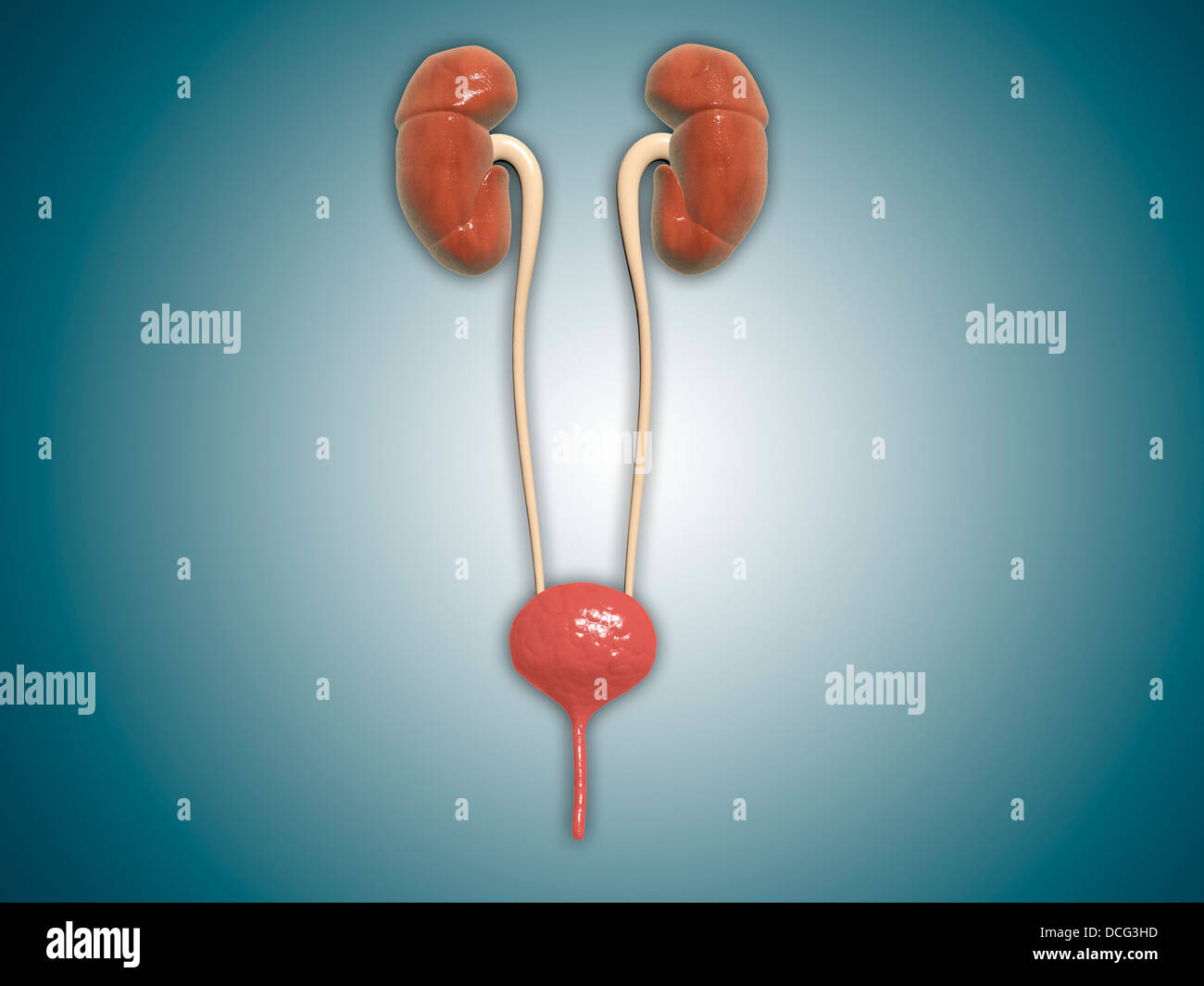 Immagine concettuale di reni con uretere. Foto Stock