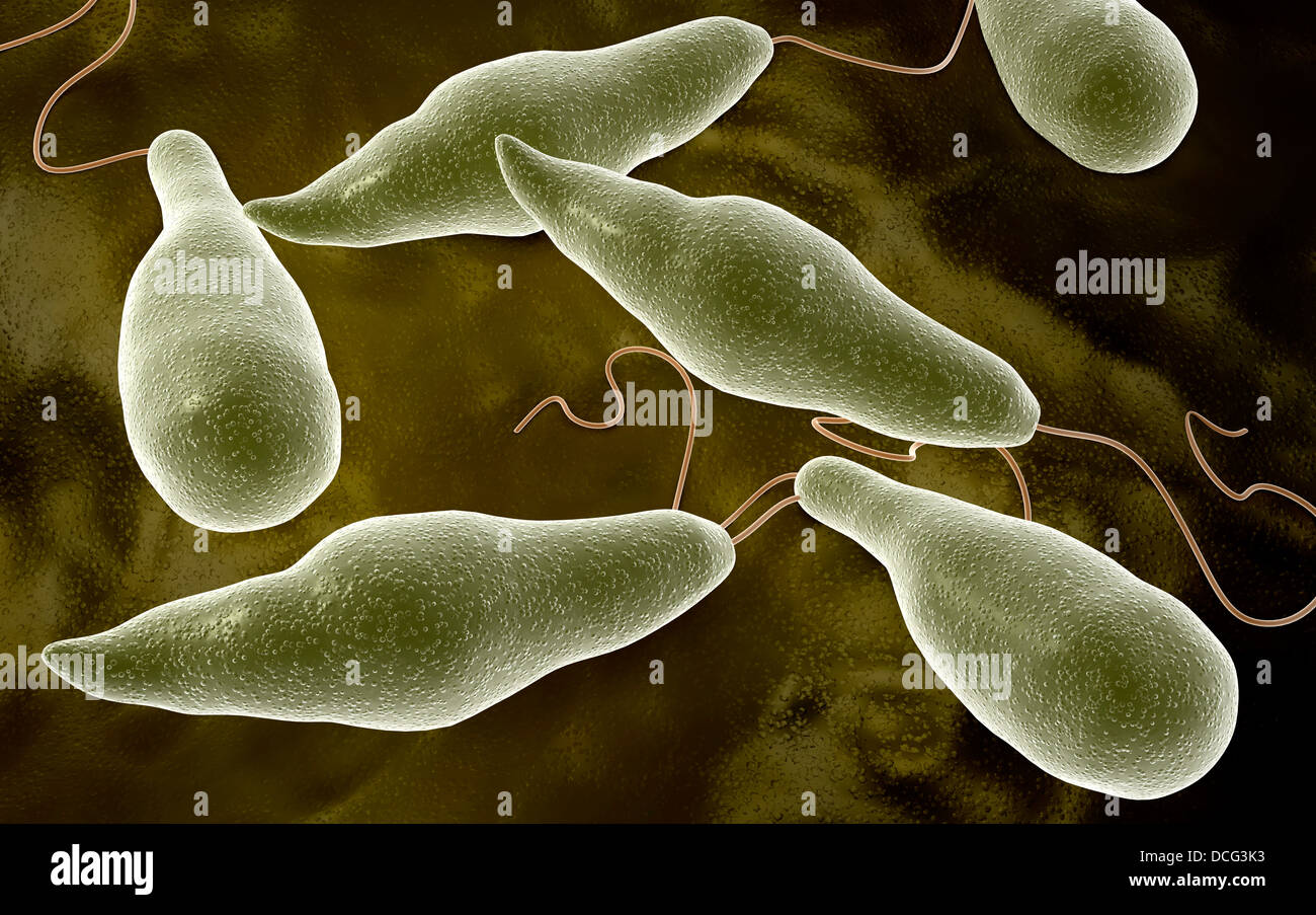 Immagine concettuale di Euglena. Foto Stock