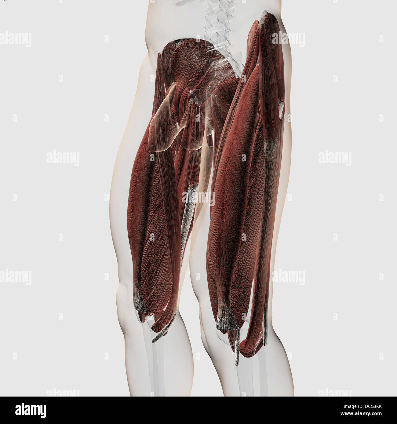 Maschio anatomia muscolare delle gambe umane, vista laterale. Foto Stock
