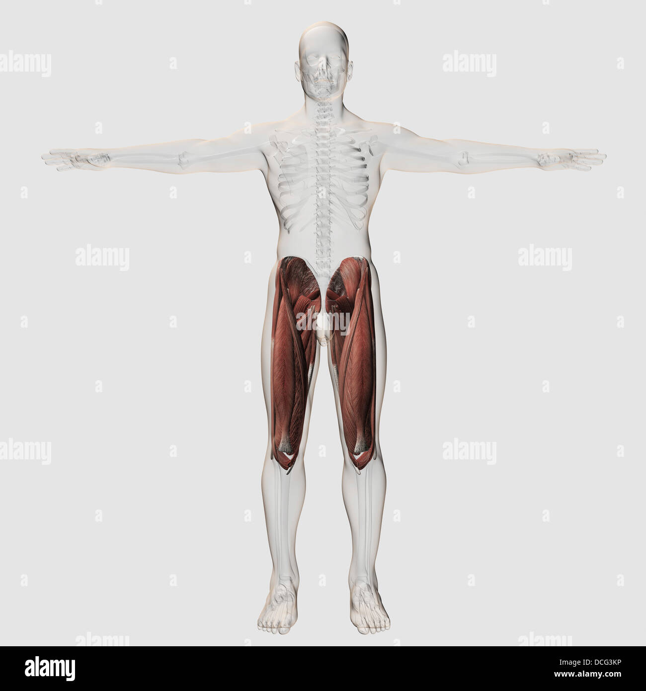 Maschio anatomia muscolare delle gambe umane, vista anteriore. Foto Stock