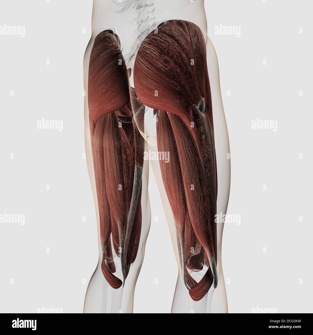 Maschio anatomia muscolare delle gambe umane, vista posteriore. Foto Stock