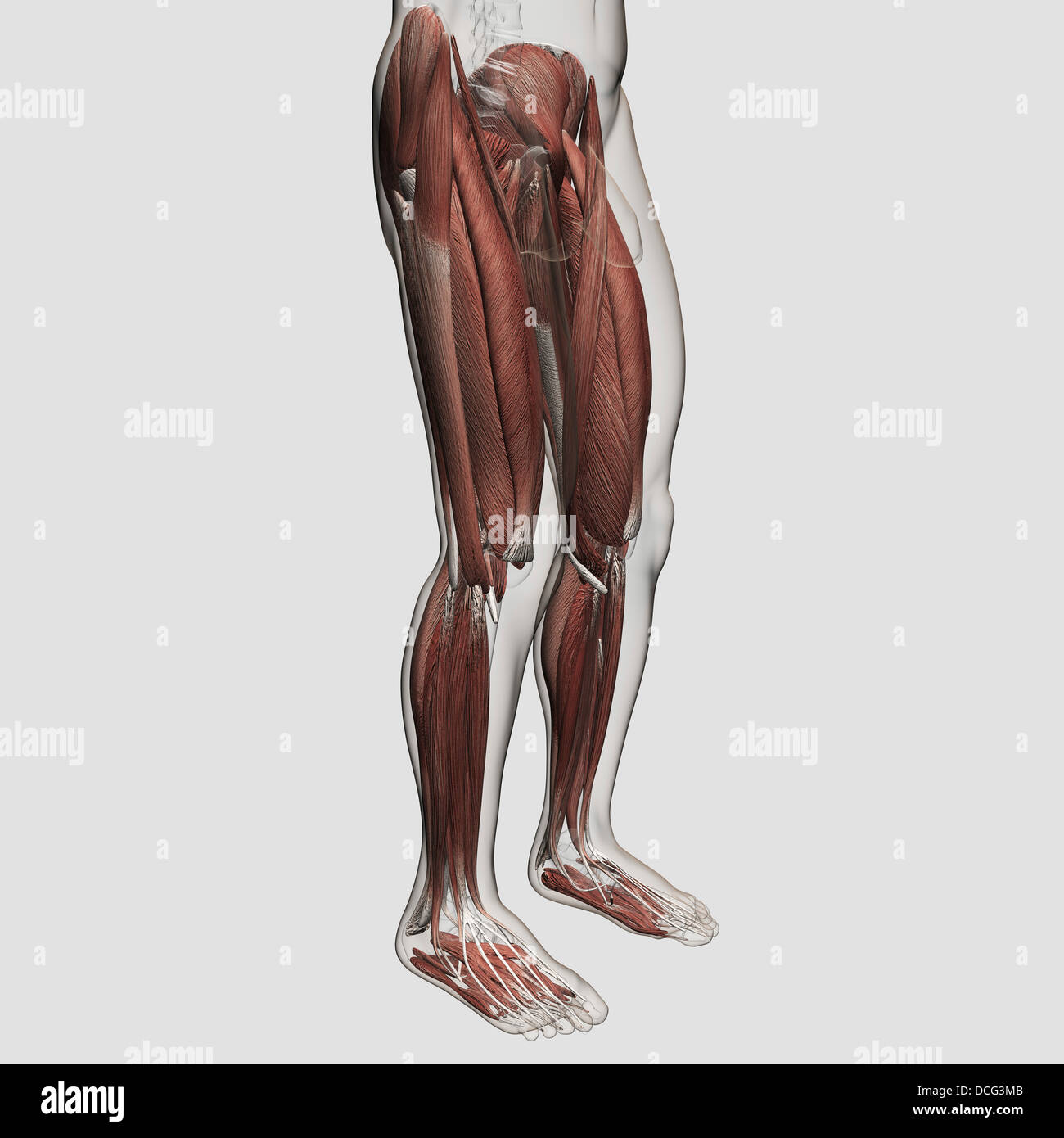 Maschio anatomia muscolare delle gambe umane, vista anteriore. Foto Stock