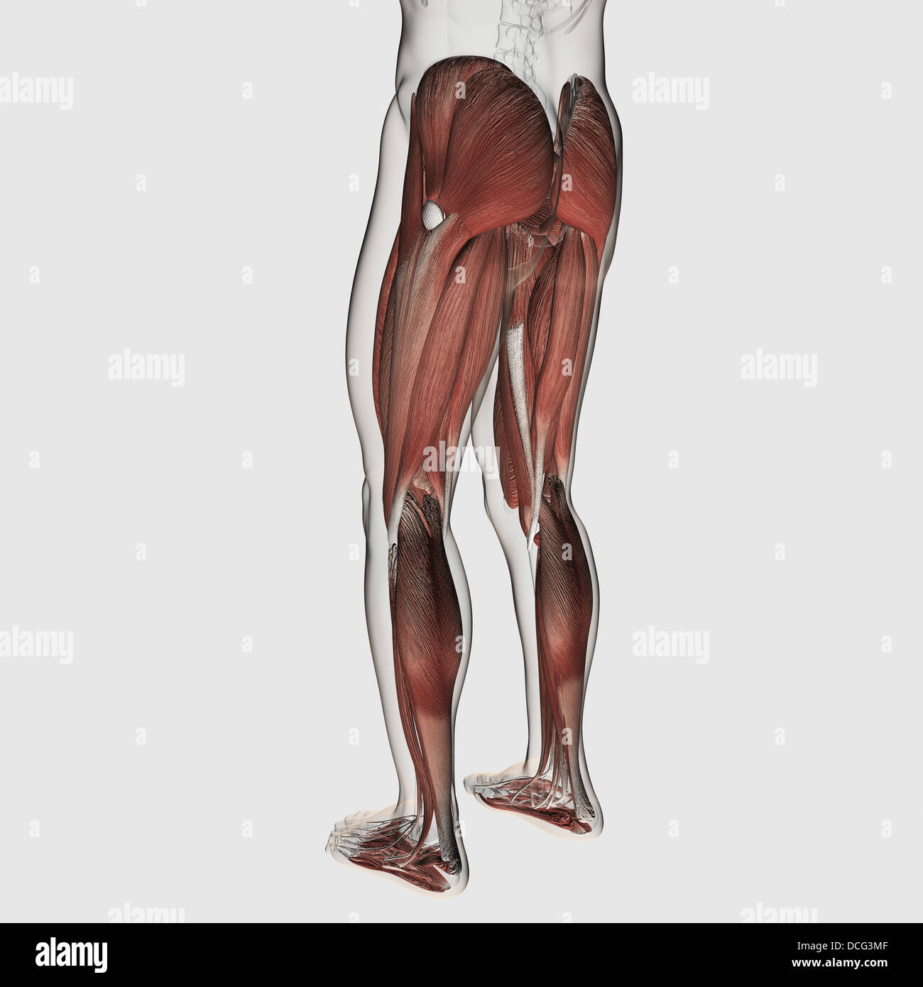 Maschio anatomia muscolare delle gambe umane, vista posteriore. Foto Stock