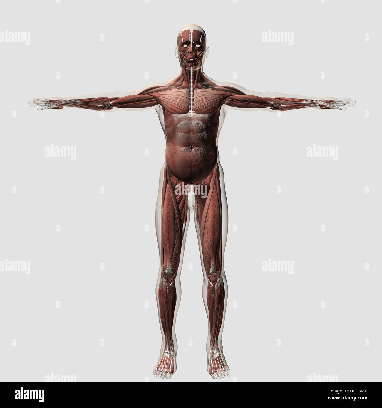 Anatomia del maschio sistema muscolare, vista frontale. Foto Stock