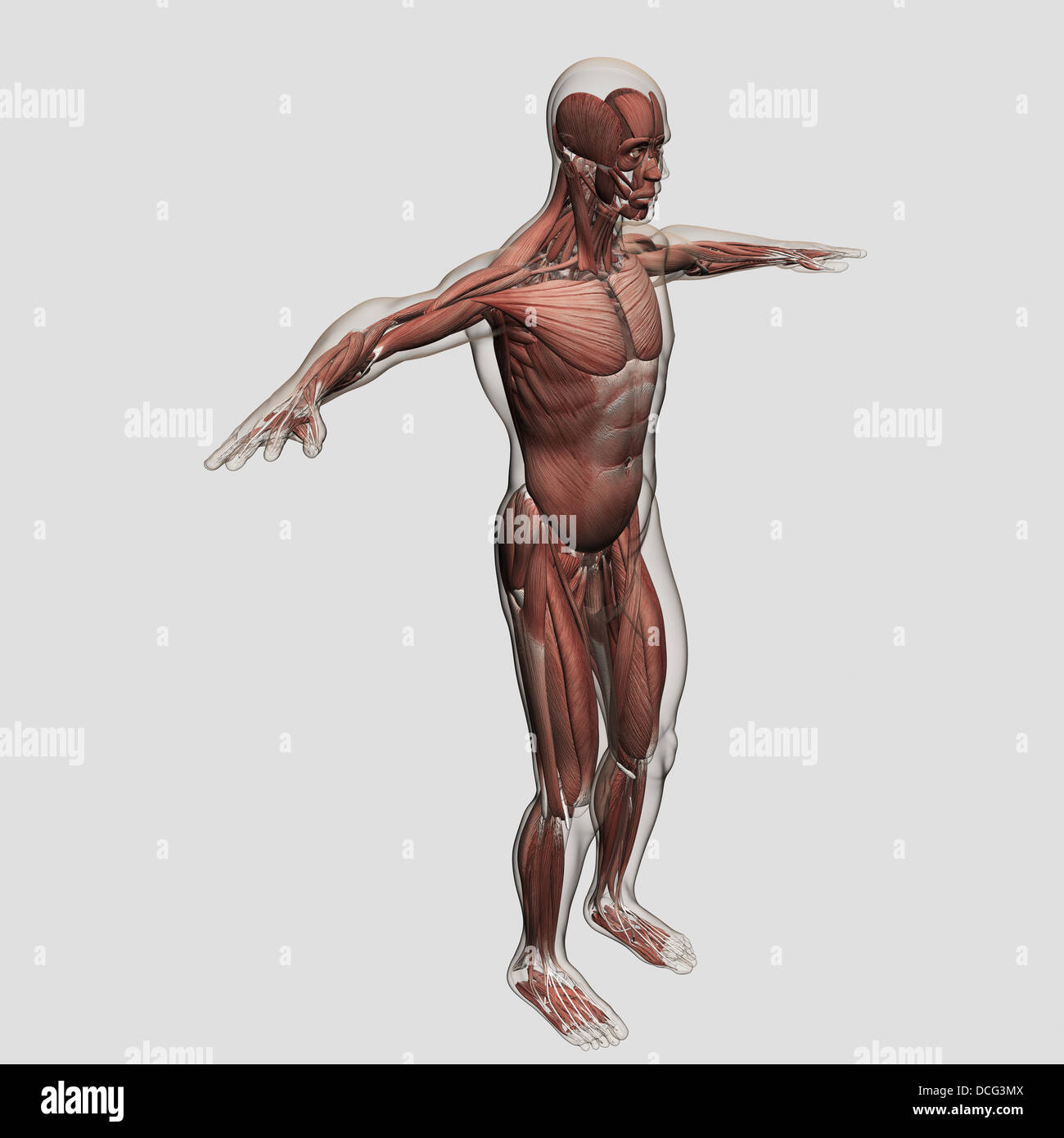 Anatomia del maschio sistema muscolare, vista laterale. Foto Stock