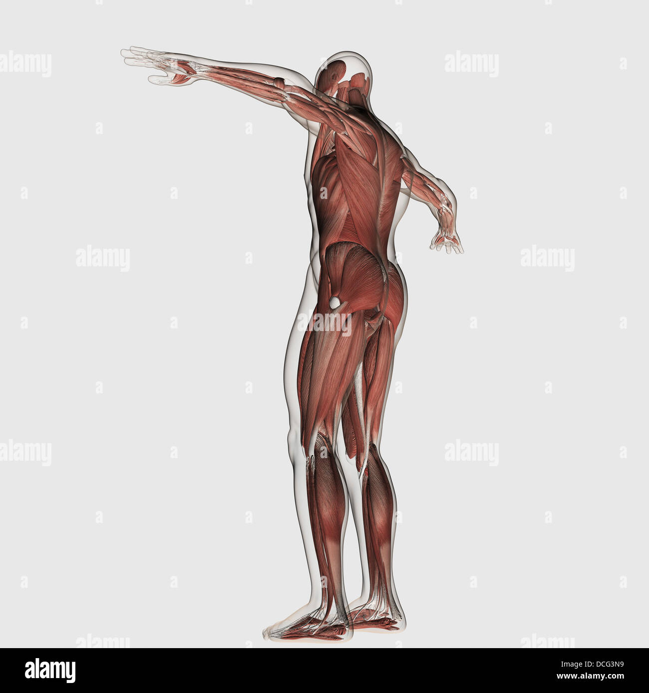 Anatomia del maschio sistema muscolare, vista posteriore. Foto Stock